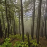 Phulbani’s Eco-Tourism: Sustainable Travel in Odisha’s Hills